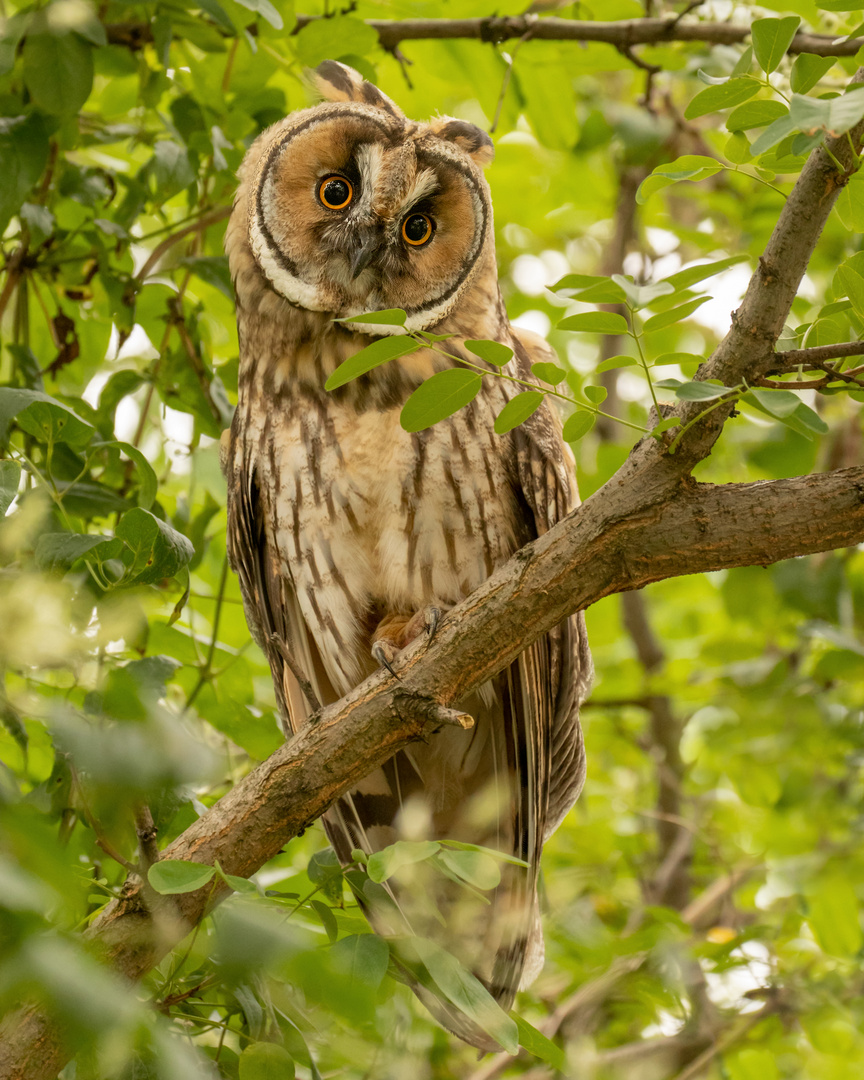 Asio otus - Waldohreule  