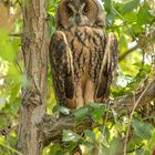 Asio otus - Waldohreule bei Hitze