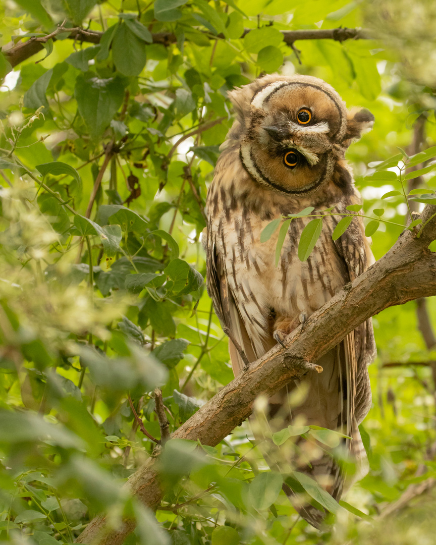 Asio otus - Waldohreule 