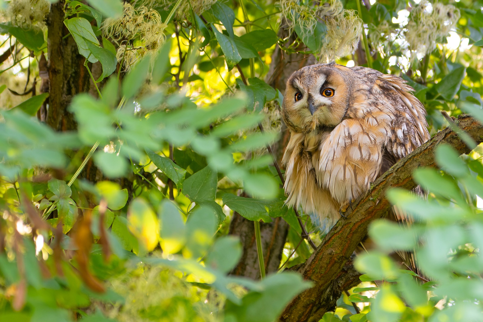 Asio otus -Waldohreule - Federflauschkugel 