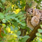 Asio otus -Waldohreule - Federflauschkugel 