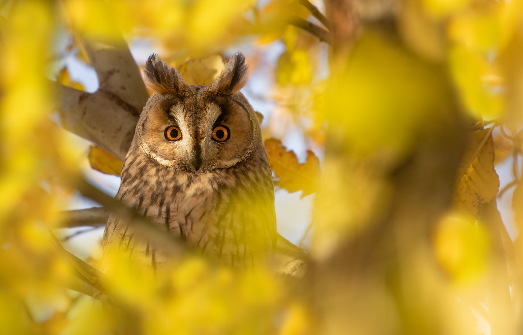 Asio otus - Waldohreule - goldener Herbst