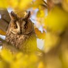 Asio otus - Waldohreule - goldener Herbst