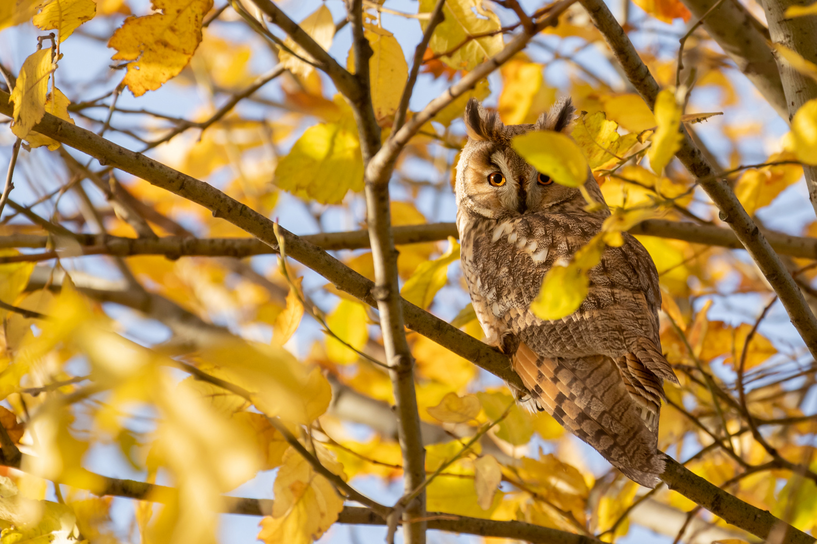 Asio otus - Waldohreule im Herbst