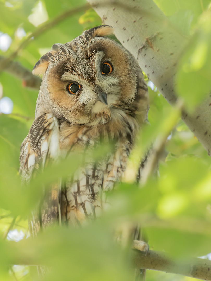 Asio otus  Waldohreule  neugierig 