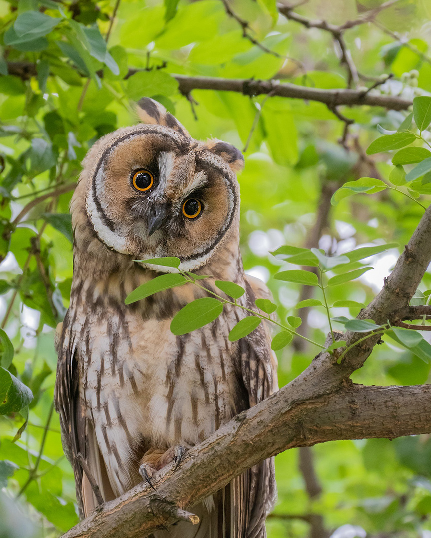 Asio otus - Waldohreule  neugierig 