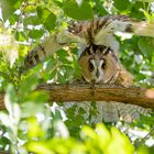 Asio otus - Waldohreule streckt sich 