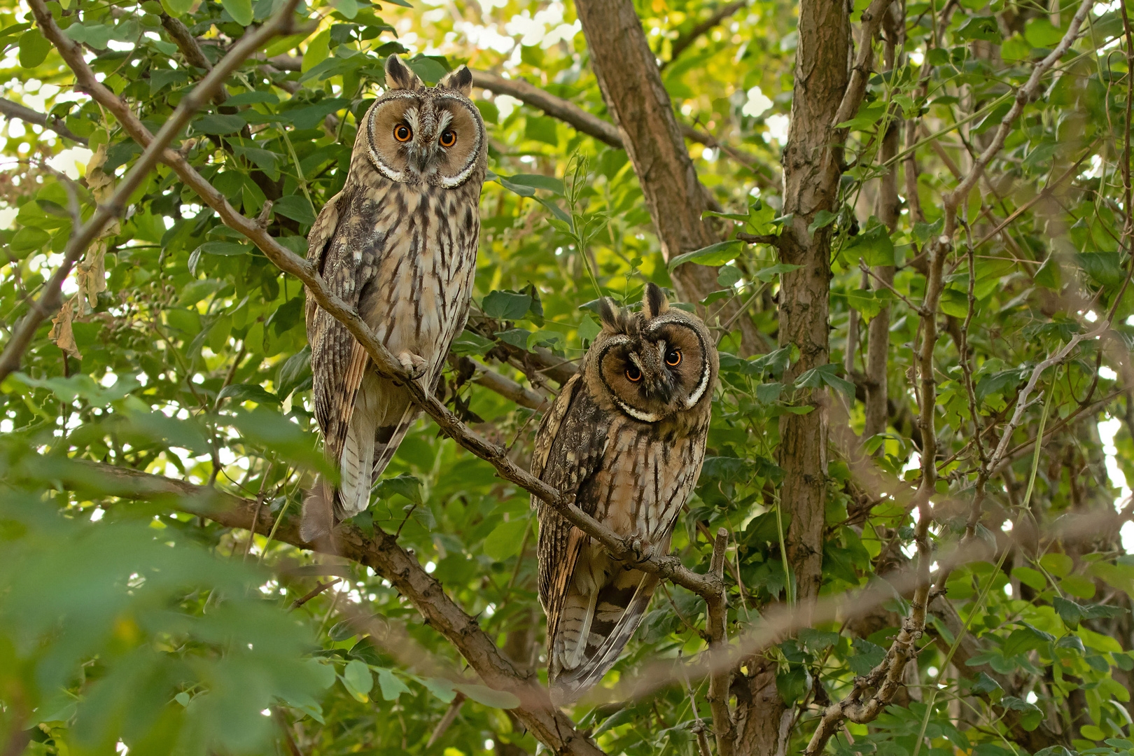 Asio otus  Waldohreulen