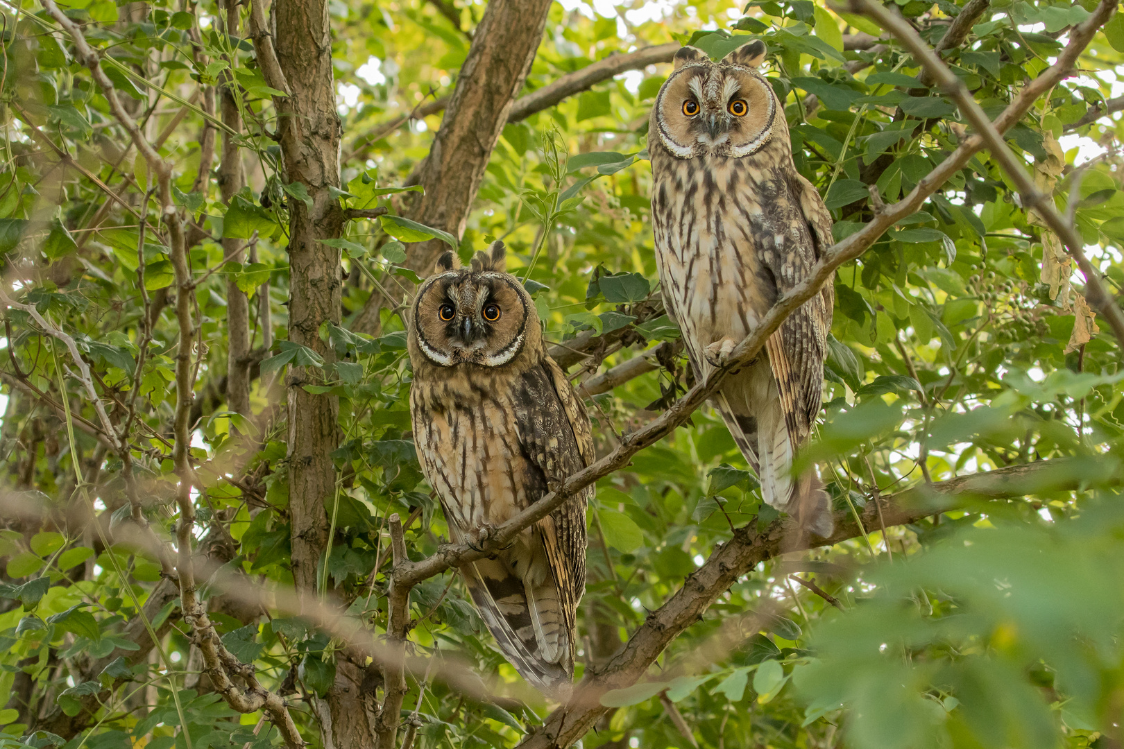 Asio otus - Waldohreulen zu zweit 