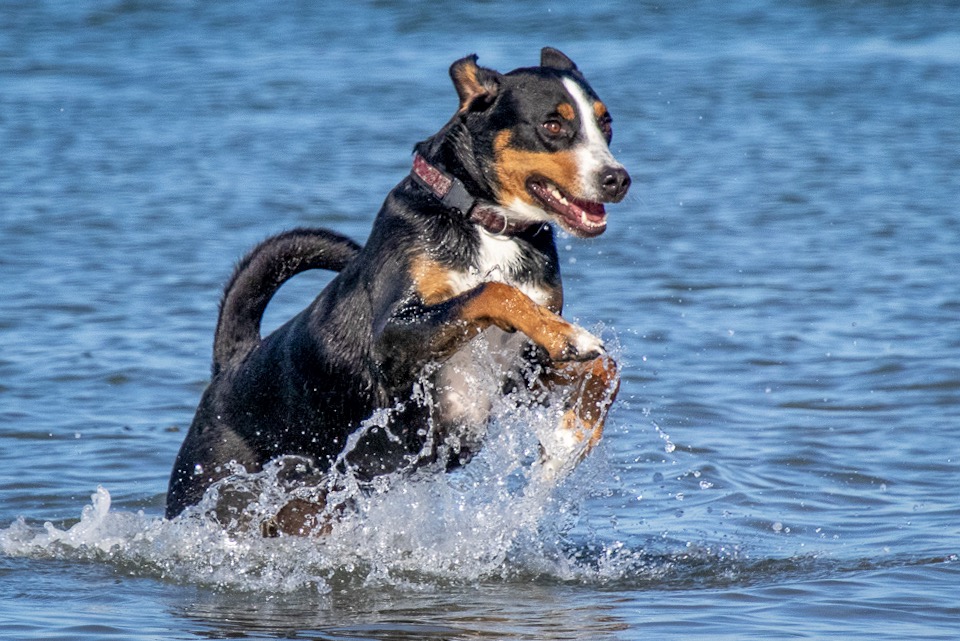 Aska-Großer Schweizer Sennenhund 