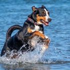 Aska-Großer Schweizer Sennenhund 