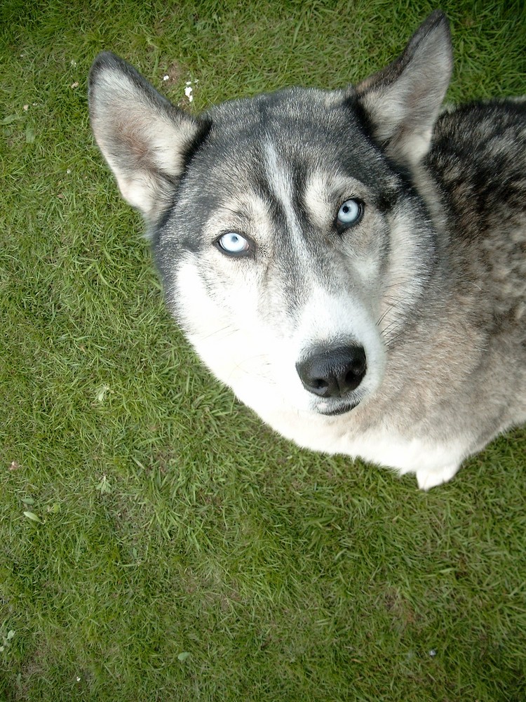 Askan with the blue eyes - My husky