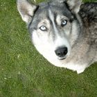 Askan with the blue eyes - My husky