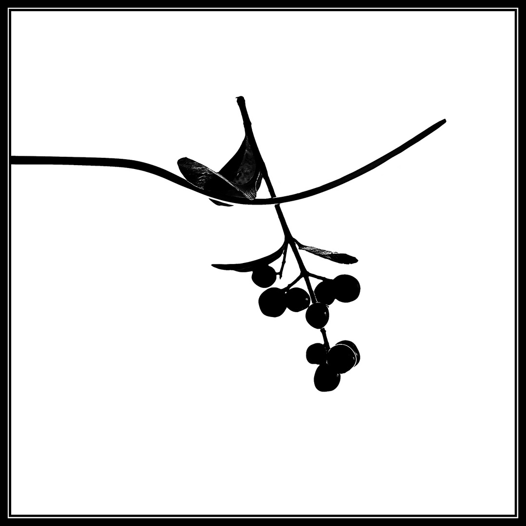 Askese Foto Bild Nah Makro Stillleben Projekte Bilder Auf Askese Foto Bild Nah Makro Stillleben Projekte Bilder Auf