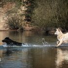 Askia.....die über das Wasser lief :-)