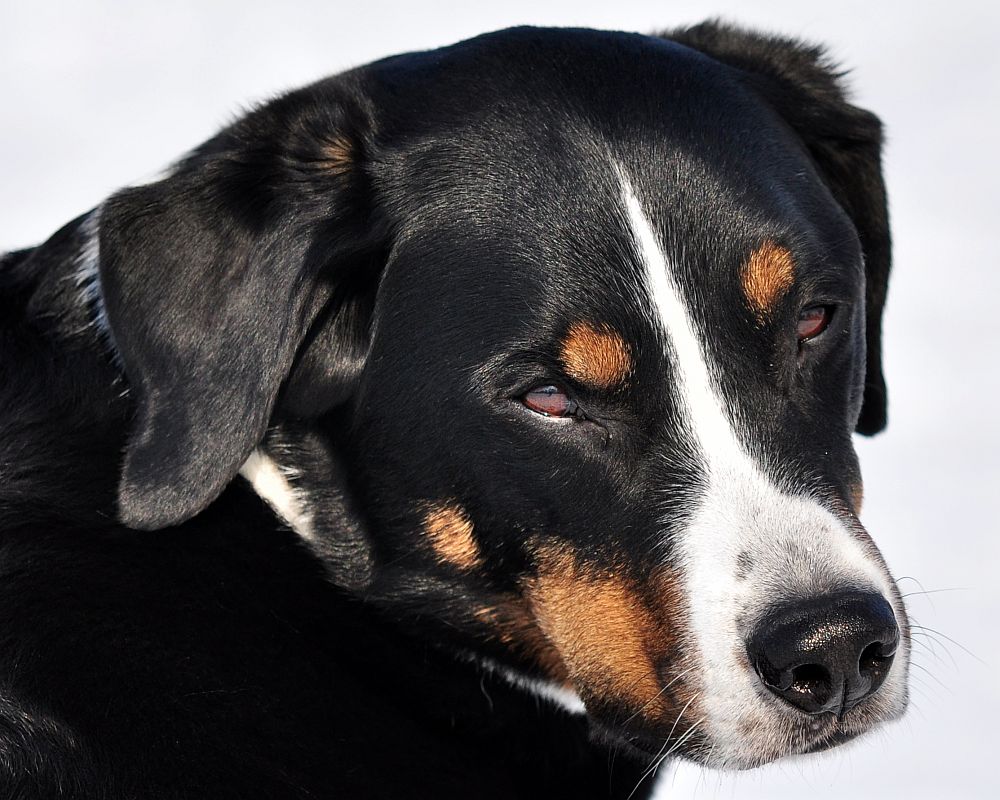 Asko - Mein Appenzeller Sennenhund