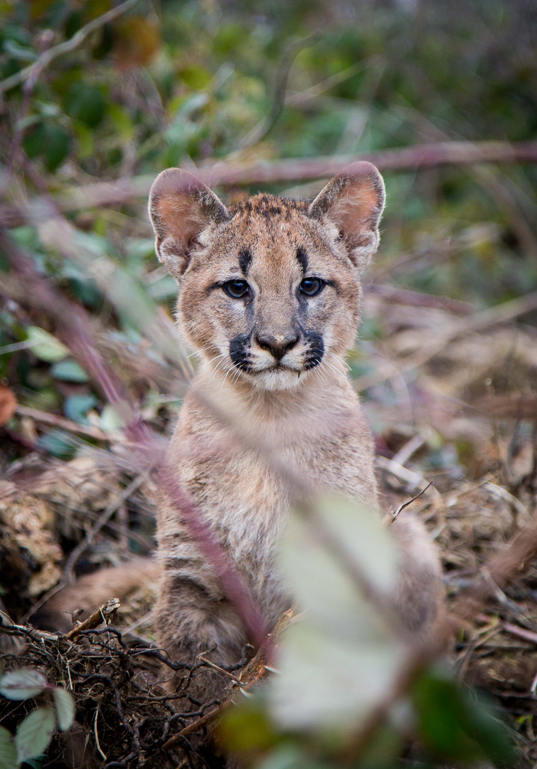 Aslan. Foto & Bild tiere, zoo, wildpark & falknerei, säugetiere