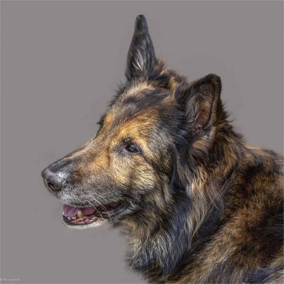 Aslan - ein Deutscher Schäferhund Foto & Bild | tiere ...