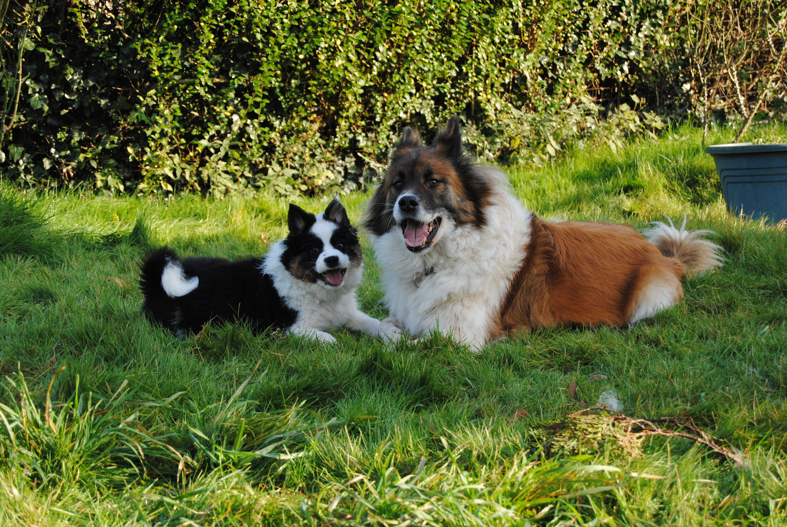 Aslan und klein Buri...