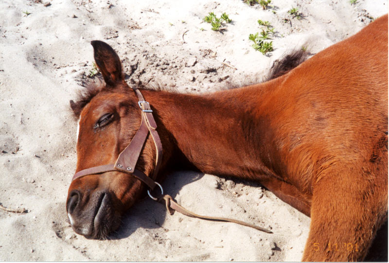 Asleep In The Sand