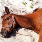 Asleep In The Sand