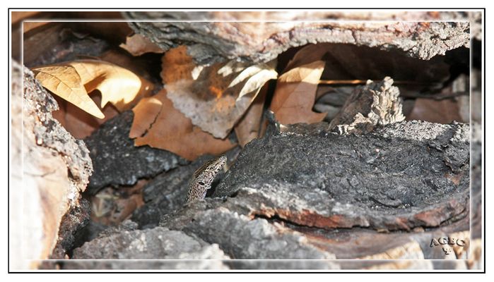 Asomando la cabecita entre la hojarasca de un tronco