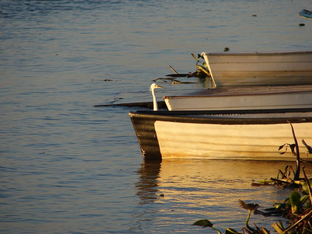 ASOMANDO SANTA FE COSTANERA - ARGENTINA