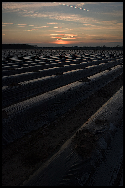 Asparagus Field