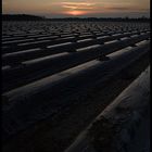 Asparagus Field