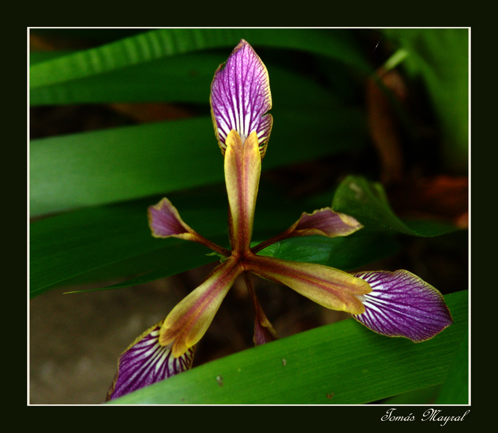 Aspas de Luz y Color