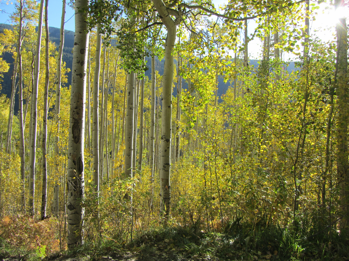 Aspen close to Aspen