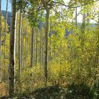 Aspen close to Aspen