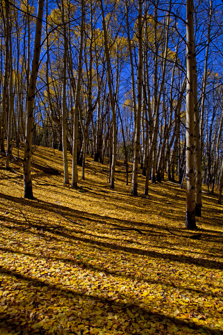 Aspen Forest