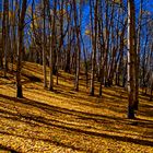 Aspen Forest