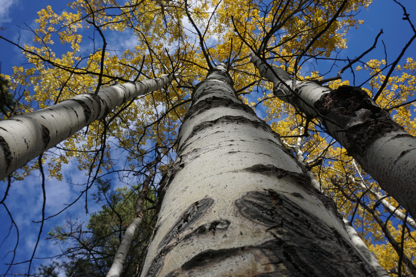 Aspen hinting at winter