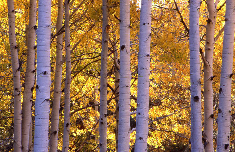 Aspen im Herbst