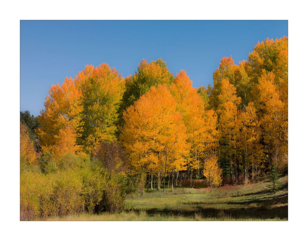 Aspen in der Naehe von Aspen