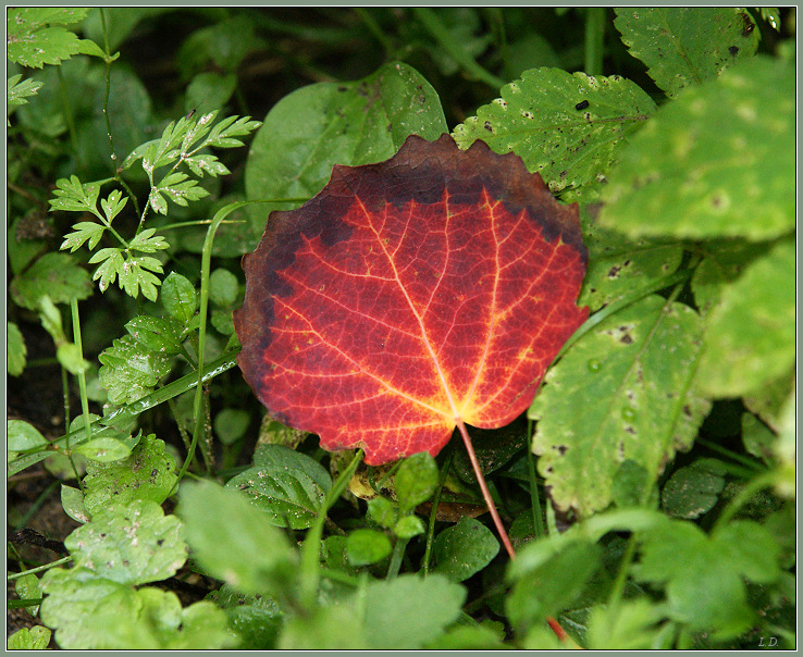 Aspen leaf