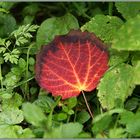 Aspen leaf