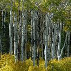 Aspen near Boulder