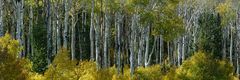 Aspen near Boulder