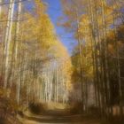 Aspen Path