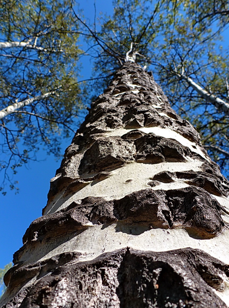 Aspen tree