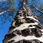 Aspen tree