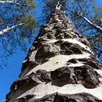 Aspen tree