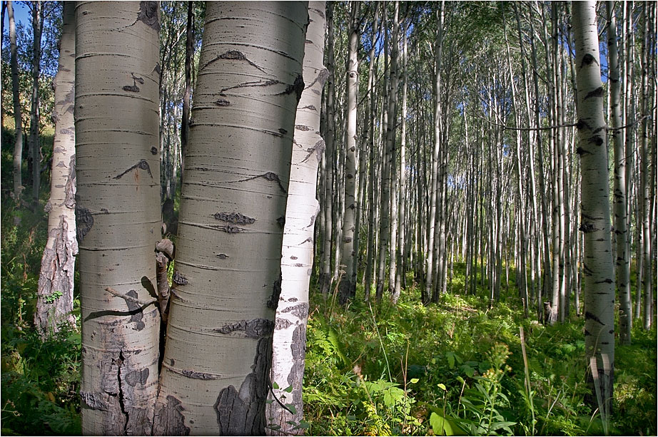 Aspen Trees