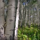 Aspen Trees