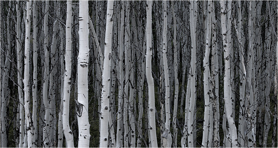 Aspen Trees , so weit das Auge reicht :)