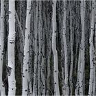 Aspen Trees , so weit das Auge reicht :)