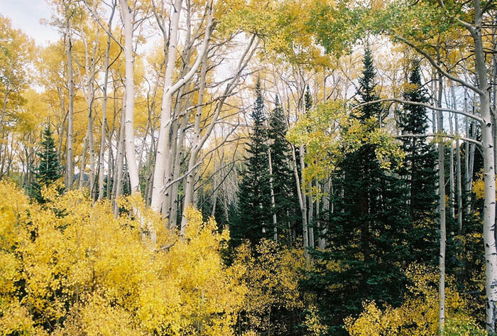 Aspens and pines